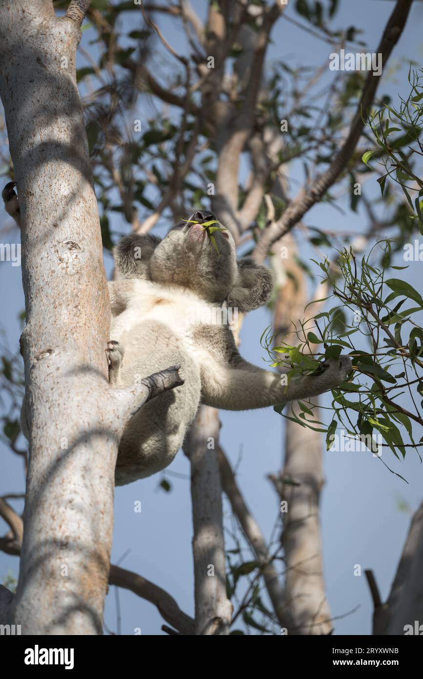 Un grande koala maschile, simbolo iconico dell'Australia, si estende per raggiungere alcune succulente foglie di eucalipto sulla Magnetic Island a Townsville, Foto Stock