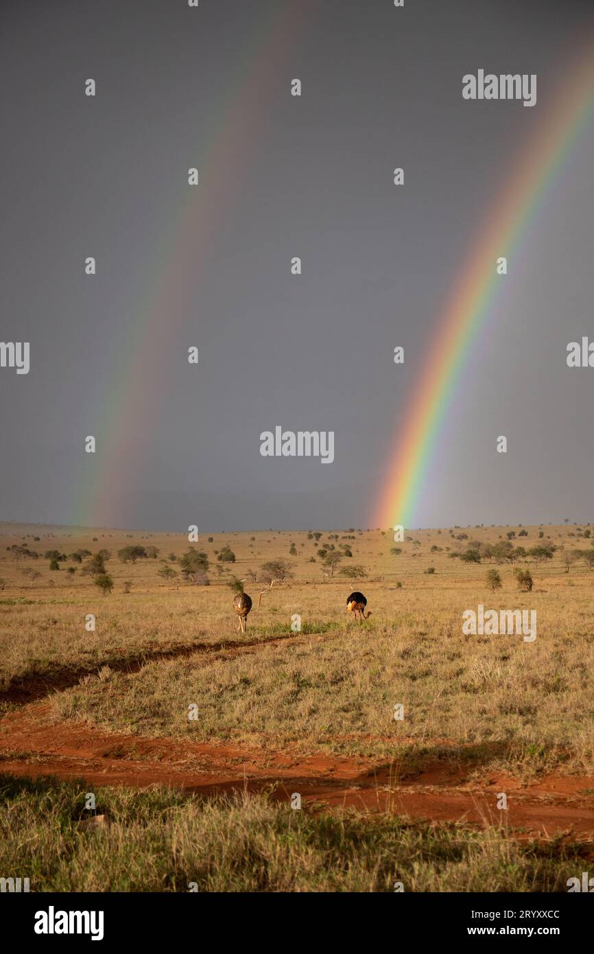 Rainbow Over African Wilderness: L'impressionante paesaggio del Kenya Foto Stock