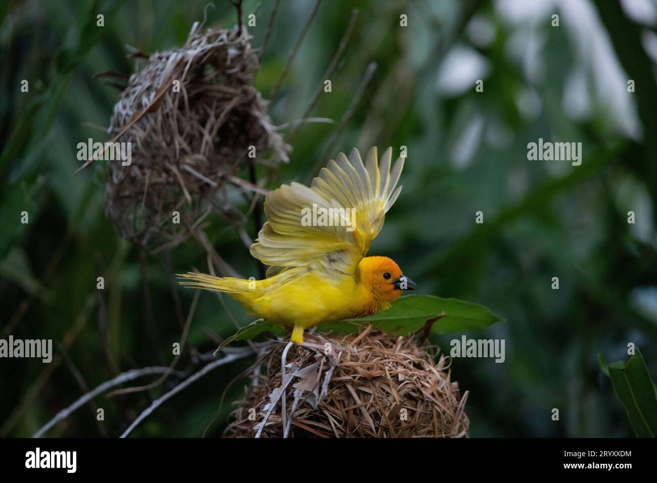 Affascinante Safari Encounter: La costruzione di un nido di uccelli tessitori gialli Foto Stock