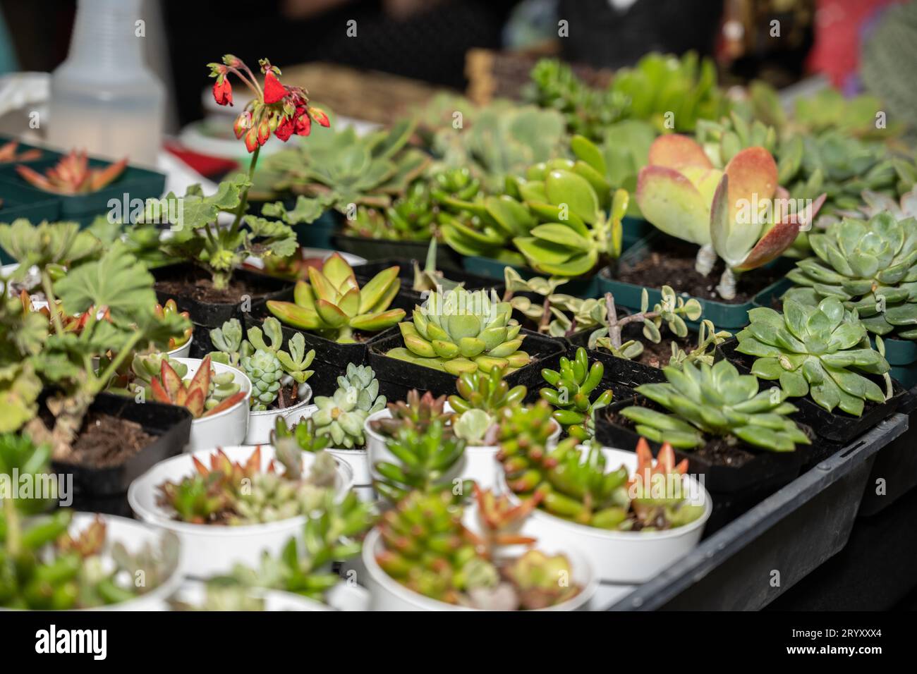 Un'ampia varietà di piante grasse resistenti alla siccità in piccoli vasi sono pronte per la vendita. Foto Stock