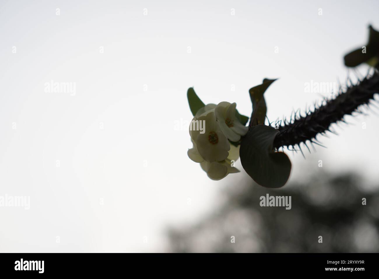 fiori di euforia bianchi con steli di fiori spinosi, visti lateralmente. Foto Stock