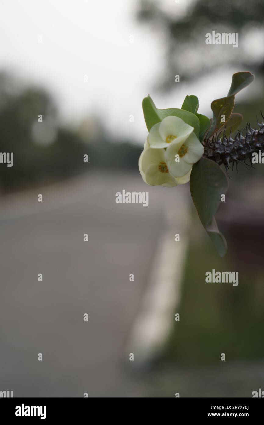 fiori di euforia bianchi con steli di fiori spinosi, visti lateralmente. Foto Stock