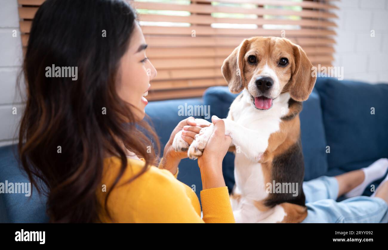 Giovane donna asiatica con cane beagle con attività di addestramento cane per obbedire ai comandi nel soggiorno della casa Foto Stock