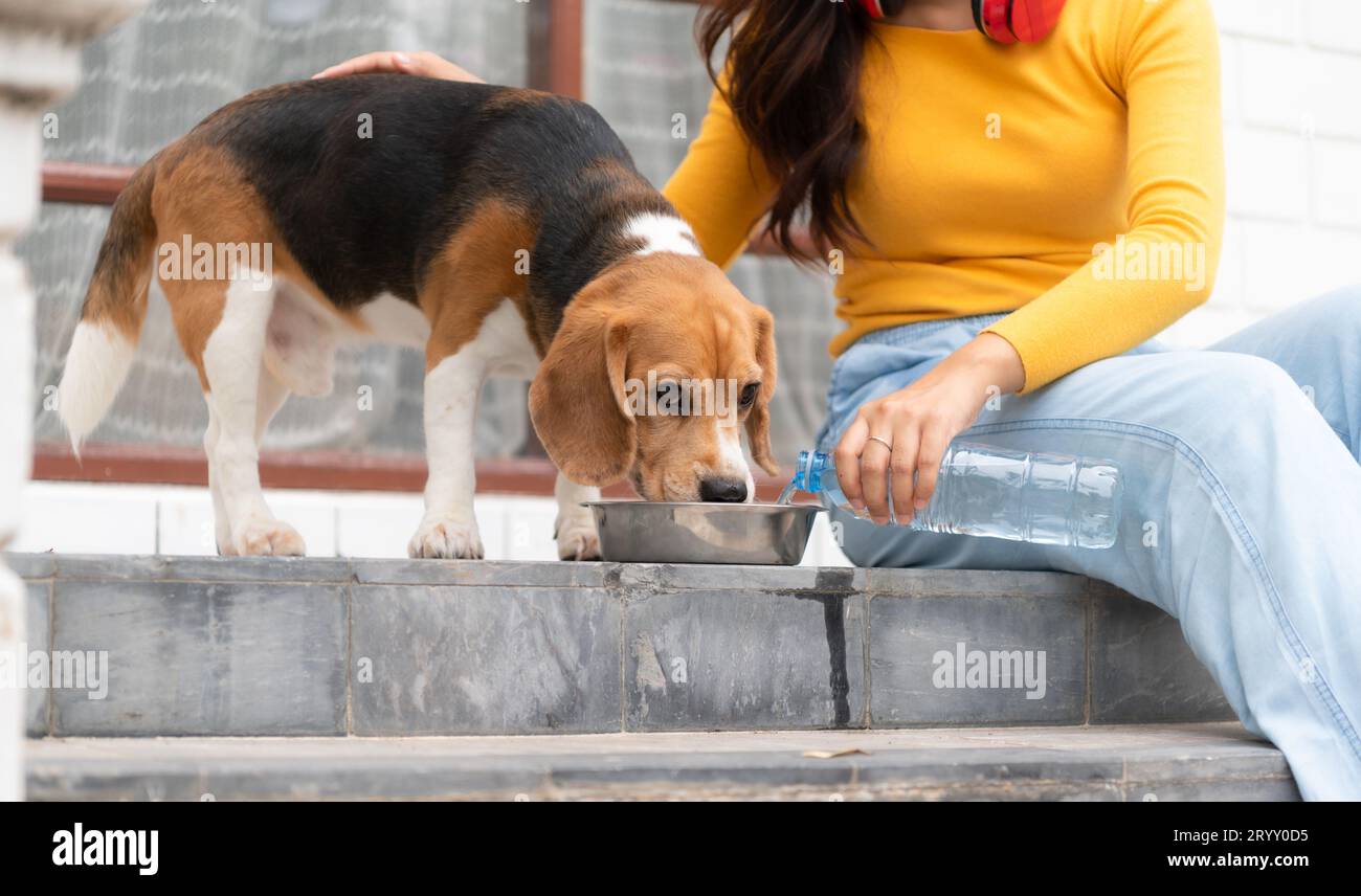 Un cane beagle che beve acqua dopo aver corso in giro per la casa con il proprietario fino a stanco e esausto Foto Stock