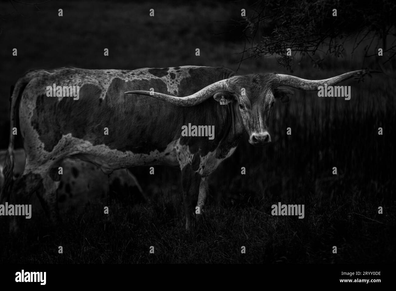 Texas longhorn steer Foto Stock