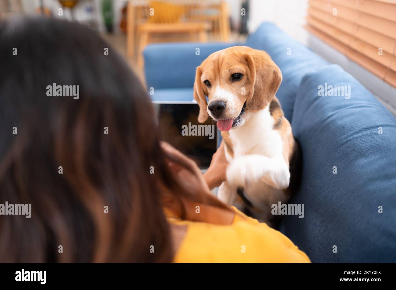 Giovane donna asiatica con cane beagle con attività di addestramento cane per obbedire ai comandi nel soggiorno della casa Foto Stock