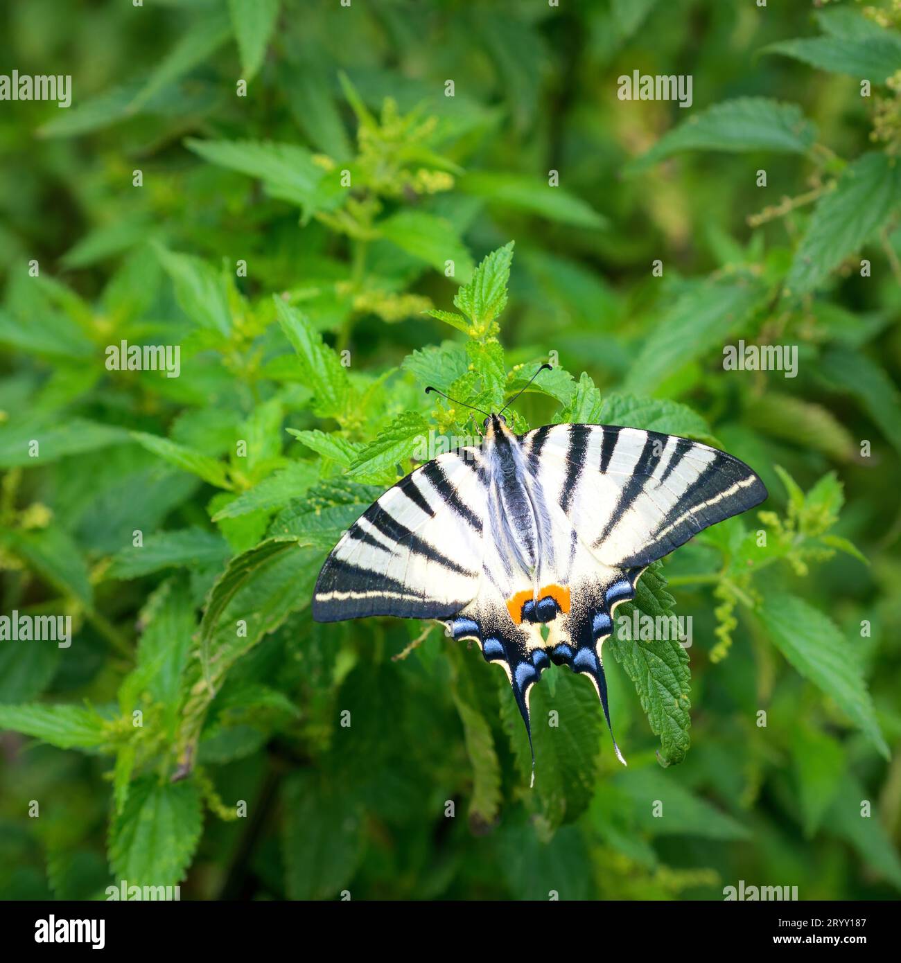 Il re dei prati. Ritratto del Vecchio mondo coda di rondine (Papilio machaon) Foto Stock