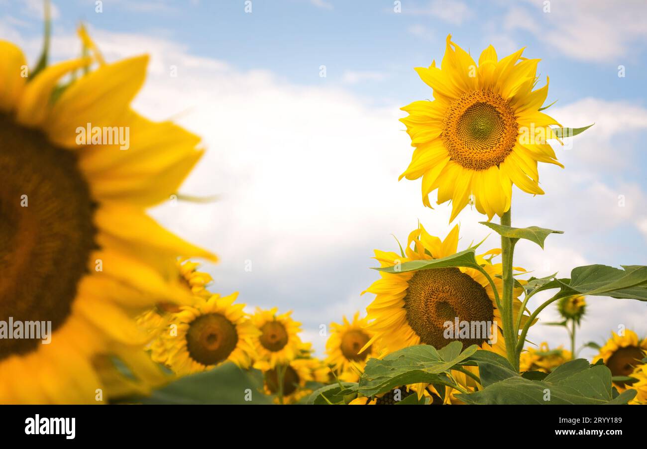 Campo di girasoli in fiore Foto Stock