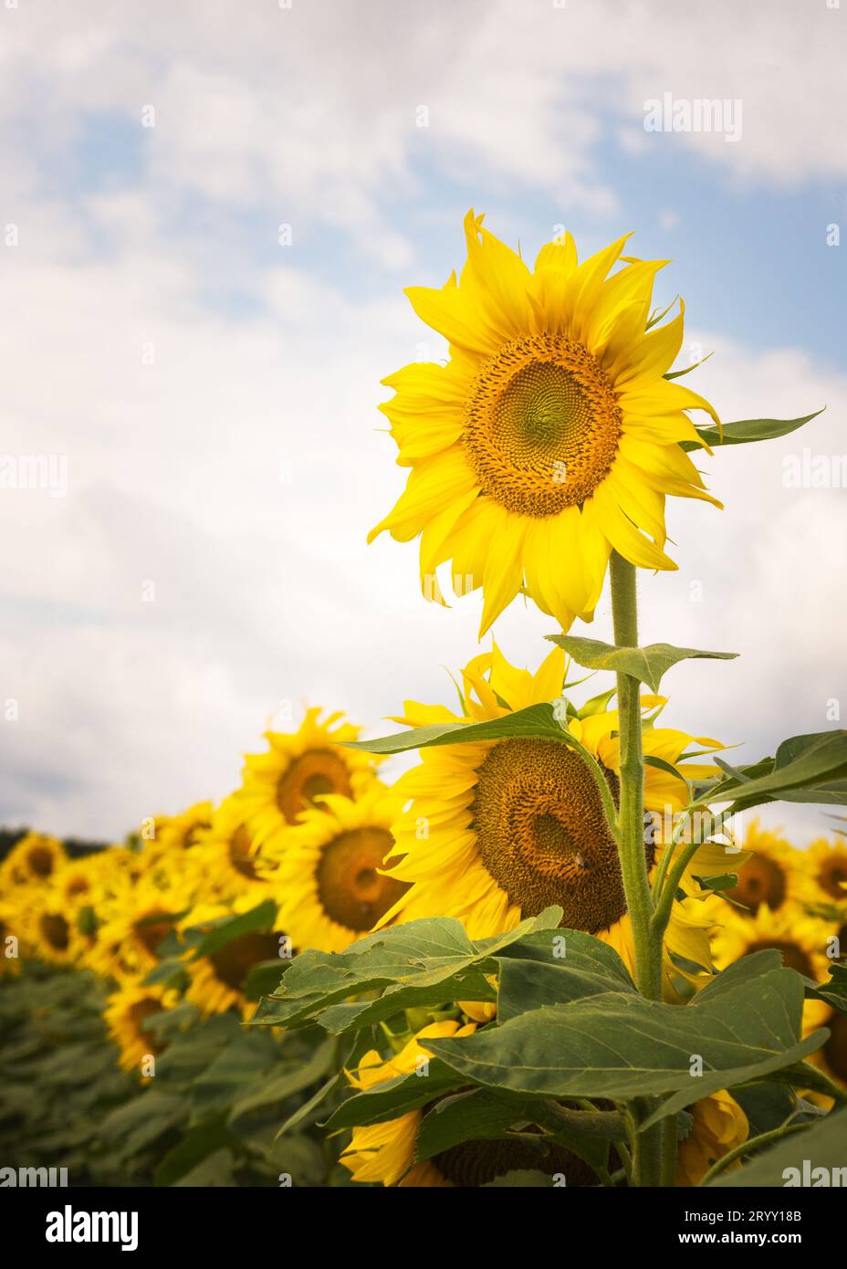Campo di girasoli in fiore Foto Stock