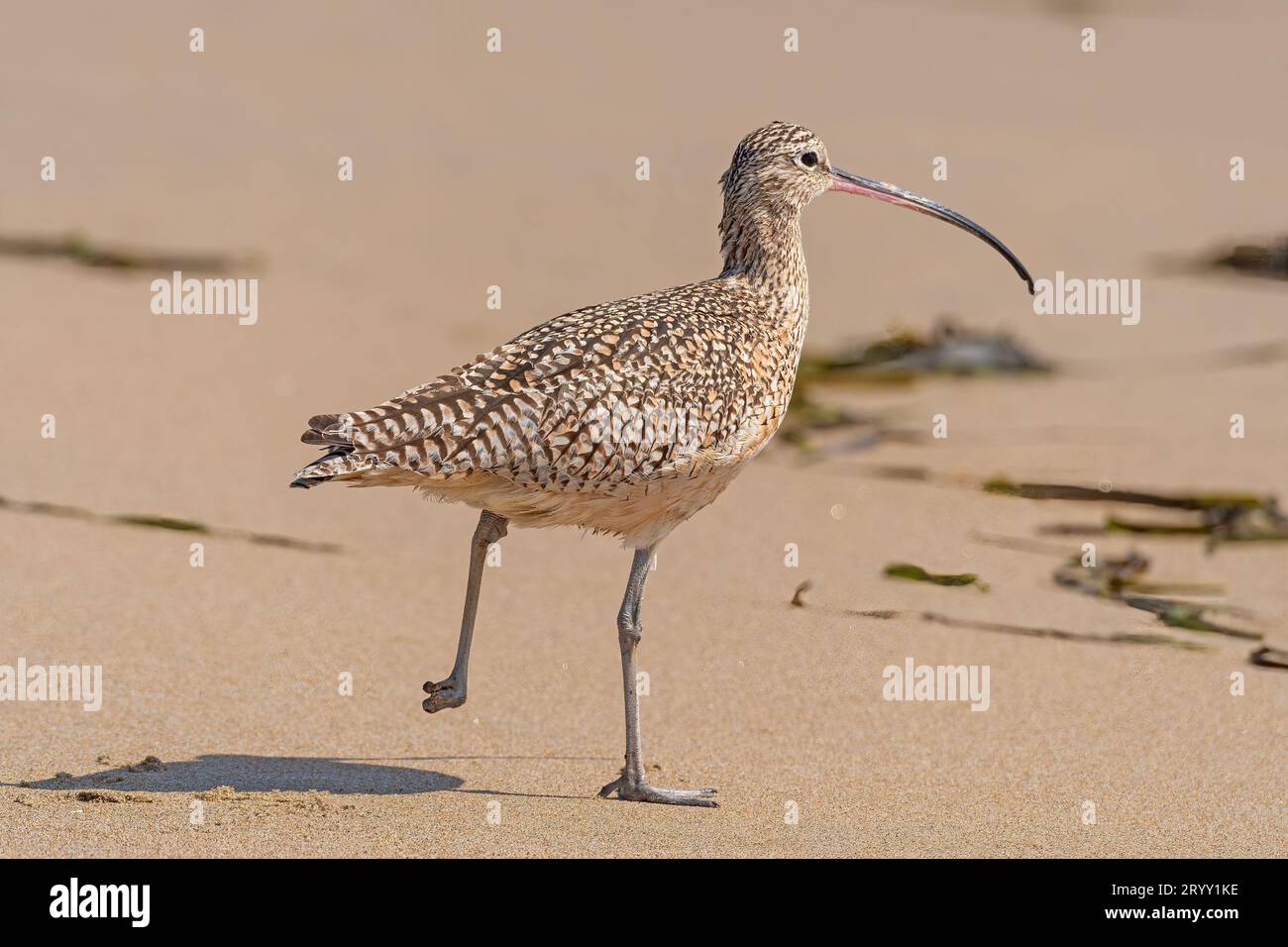 Curlew on the Run a Point Reyes National Seashore in California Foto Stock