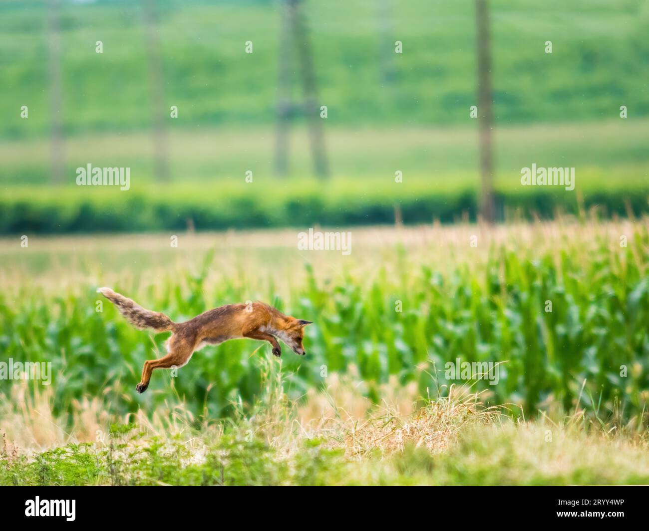 La volpe rossa (Vulpes vulpes) caccia la preda saltando Foto Stock