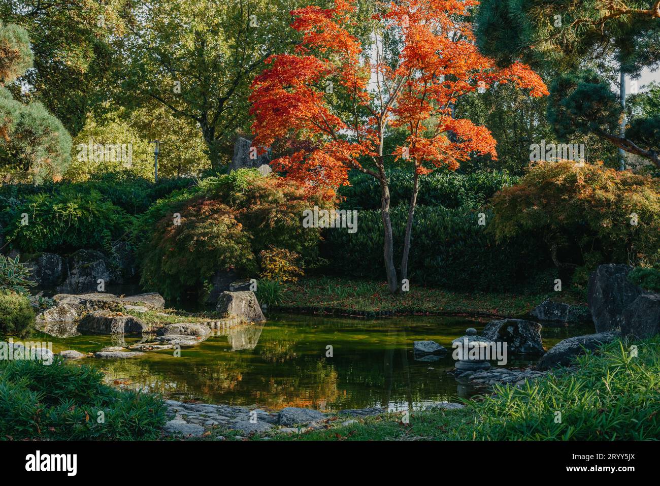 Bella e tranquilla scena nel giardino giapponese primaverile. Immagine autunnale del Giappone. Bellissimo giardino giapponese con stagno e foglie rosse. Stagno i Foto Stock