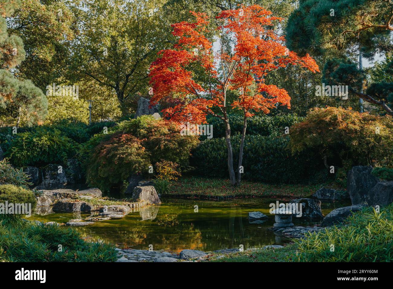 Bella e tranquilla scena nel giardino giapponese primaverile. Immagine autunnale del Giappone. Bellissimo giardino giapponese con stagno e foglie rosse. Stagno i Foto Stock