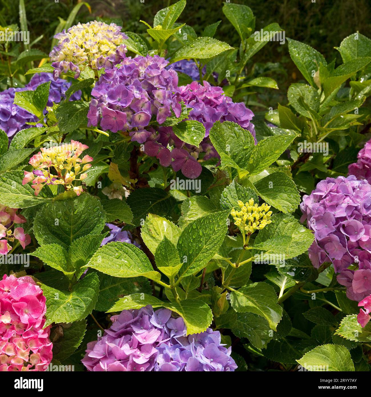 Verschiendenfarbige Blueten einer einzigen Gartenhortensie, Hydrangea macrophylla, Die Bluetenfarbe haengt vom pH-Wert des Bodens ab, Witten, Ruhrgeb Foto Stock