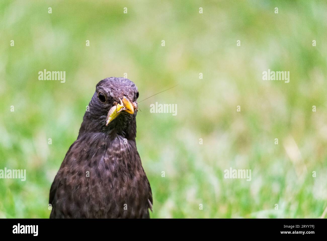 Uccello nero maschio con moscerini. Uccelli da giardino che raccolgono cibo di insetti. Foto Stock