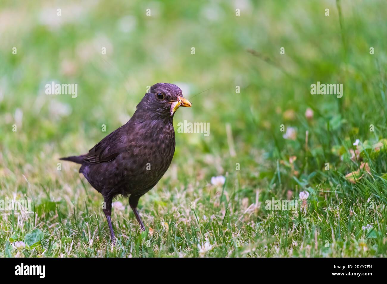 Uccello nero maschio con moscerini. Uccelli da giardino che raccolgono cibo di insetti. Foto Stock