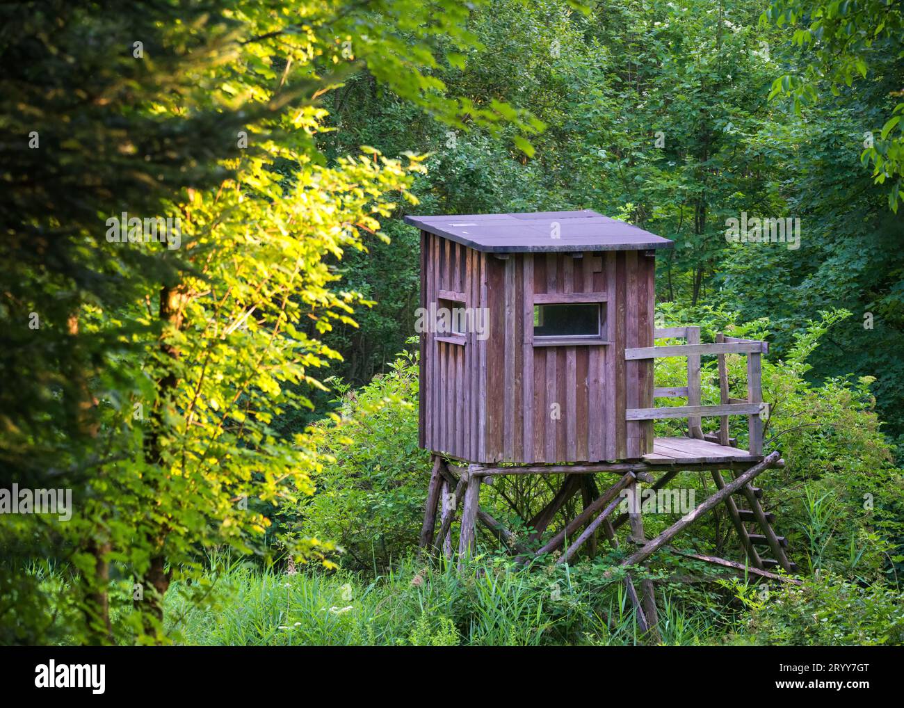 I cacciatori di legno si nascondono nel profondo della foresta Foto Stock