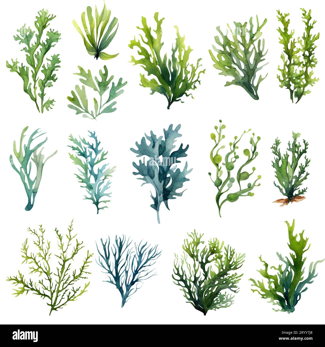 Piante sottomarine di alghe marine. Illusione di acquerello Laminaria verde isolata su sfondo hite. Nautica Foto Stock