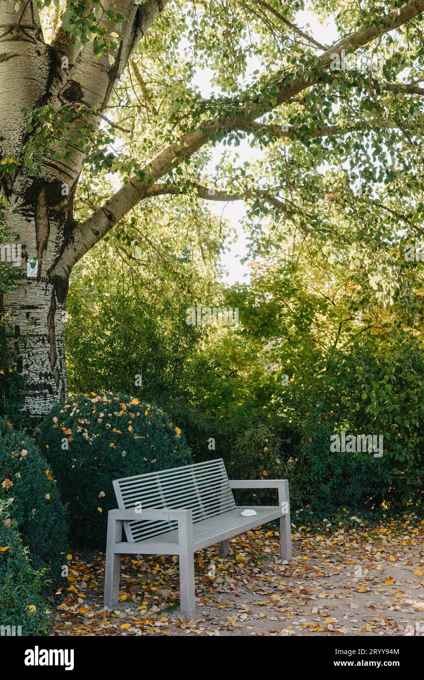 White Park Bench con muro di pietra e foglie verdi dell'edera in un ambiente tranquillo. Vecchia panca in legno rustico grigio in foglie di edera, A Foto Stock