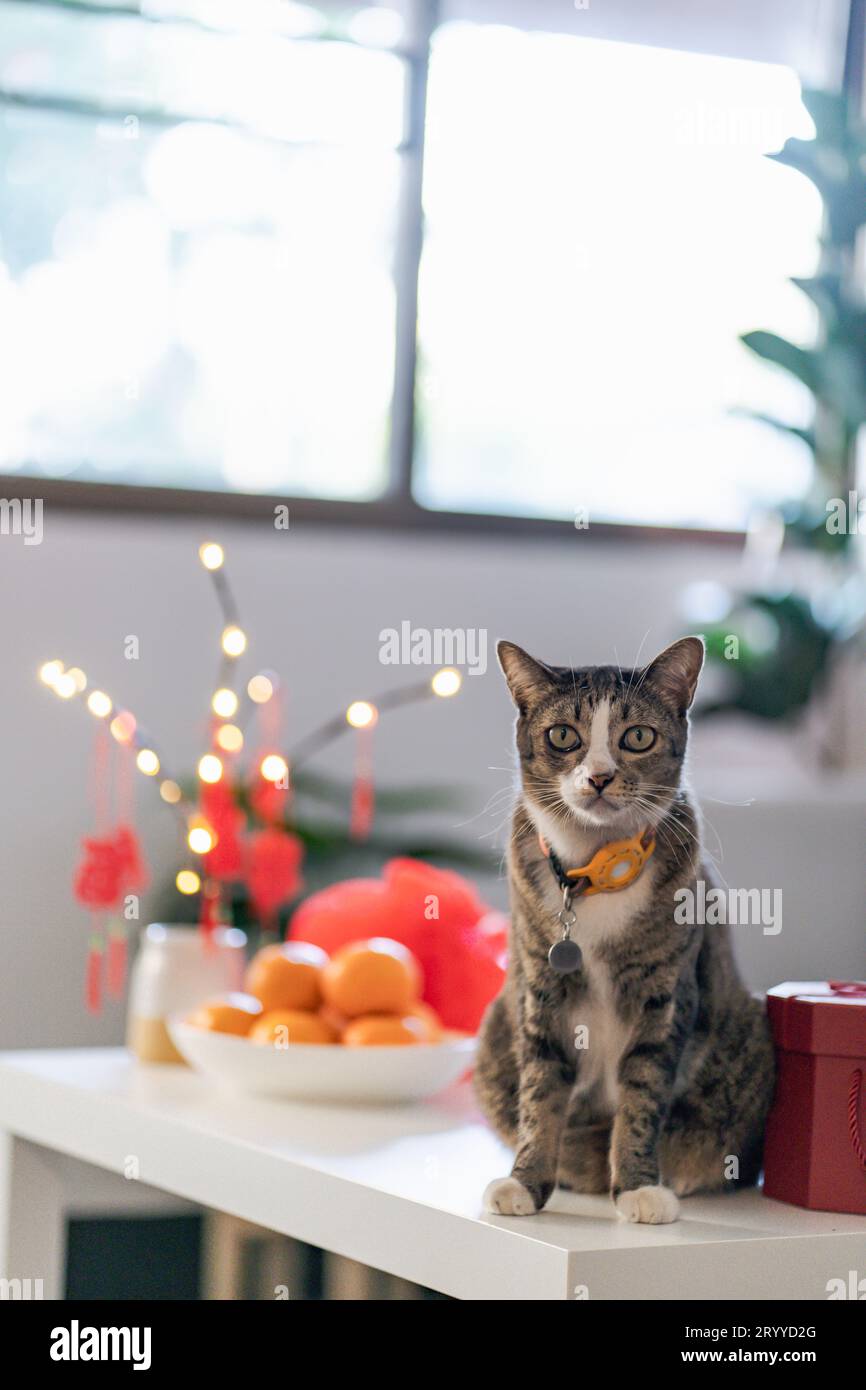 Cat prepara le celebrazioni del capodanno cinese a casa. Grazioso gatto shorthair domestico che mette un ciondolo tradizionale alla Lunar Cinese Foto Stock