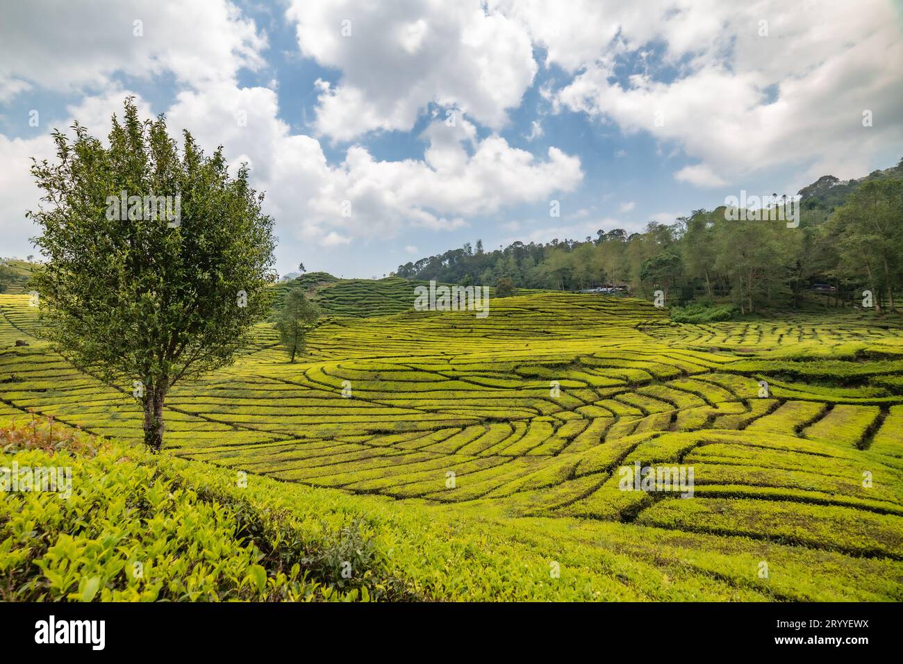 Piantagione di tè Rancabali vicino a Bandung in Giava Occidentale, Indonesia. Foto Stock