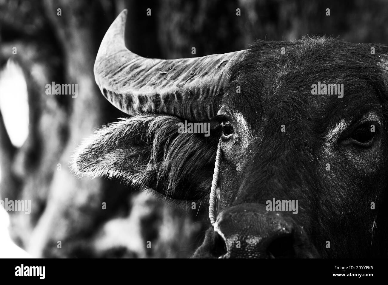 Primo piano del ritratto di bufalo d'acqua su sfondo bianco e nero. Foto con la testa sul viso. Concetto di animali e mammiferi. Thai Foto Stock