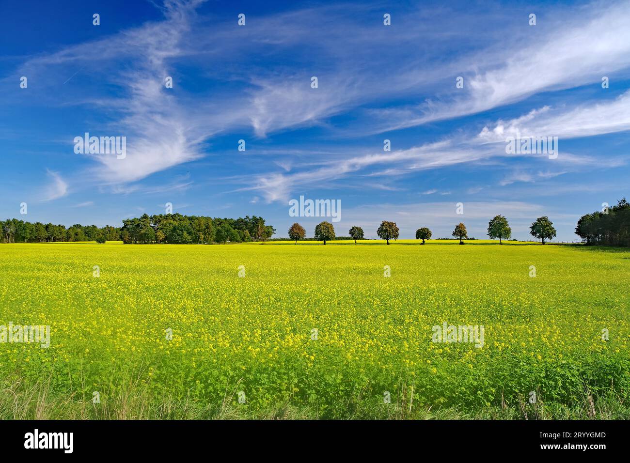 Fioritura dei campi di senape in autunno, nuvole, cielo, nessuno, Bergen, Dumme, Wendland, bassa Sassonia, Germania Foto Stock