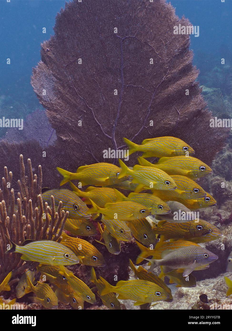 Gruppo di grunt francesi (Haemulon flavolineatum) nel tipico paesaggio caraibico della barriera corallina con ventola di mare comune (Gorgonia ventalina). Sito di immersione John Foto Stock