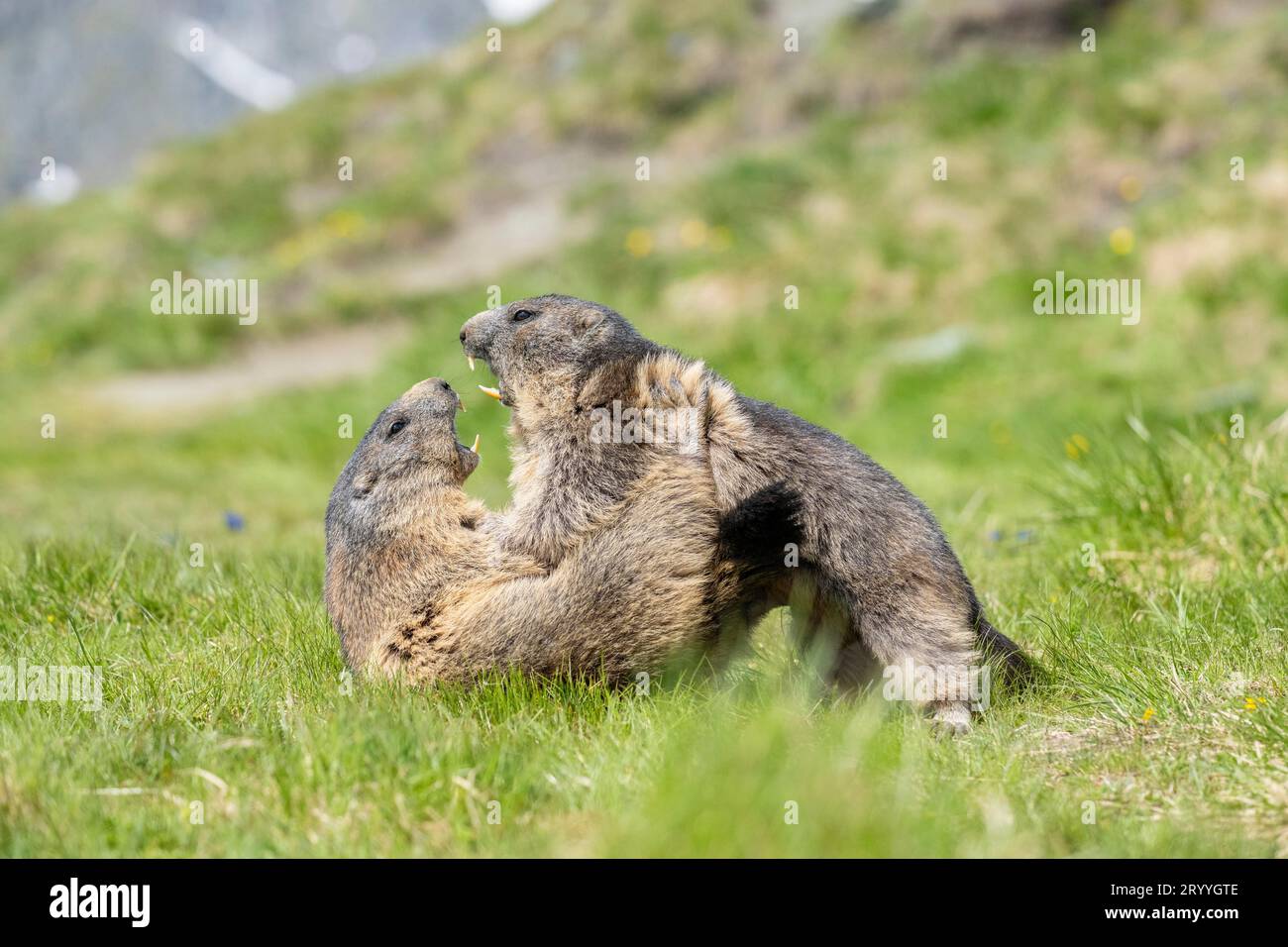 Due marmotte (Marmota marmota), combattimenti, Parco Nazionale degli alti Tauri, Carinzia, Austria Foto Stock