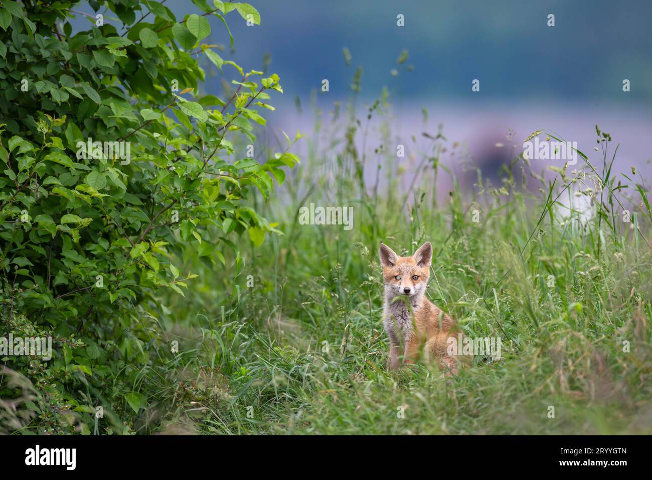 Volpe rossa (Vulpes vulpes), volpe giovane nel prato di fronte a Fox den, Svizzera Foto Stock