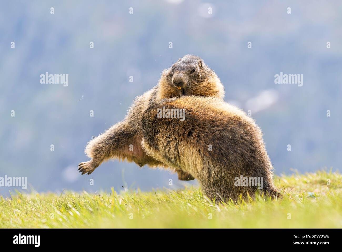 Due marmotte (Marmota marmota), combattimenti, Parco Nazionale degli alti Tauri, Carinzia, Austria Foto Stock