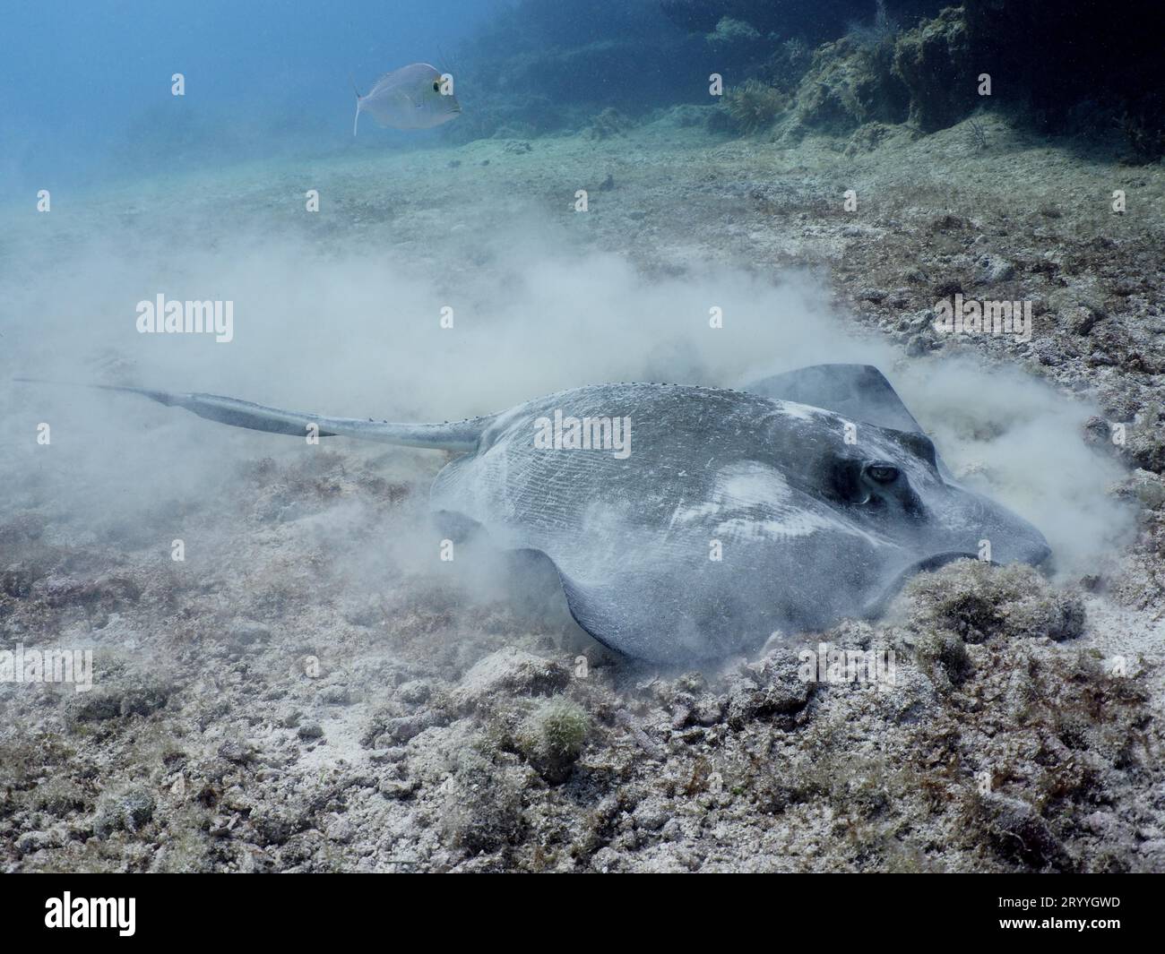 Foraggio a razze americane (Hypanus americanus). Sito per immersioni John Pennekamp Coral Reef state Park, Key Largo, Florida Keys, Florida, USA Foto Stock