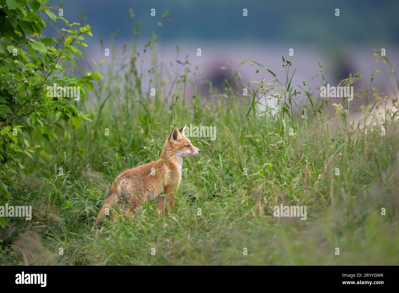 Volpe rossa (Vulpes vulpes), volpe giovane nel prato di fronte a Fox den, Svizzera Foto Stock