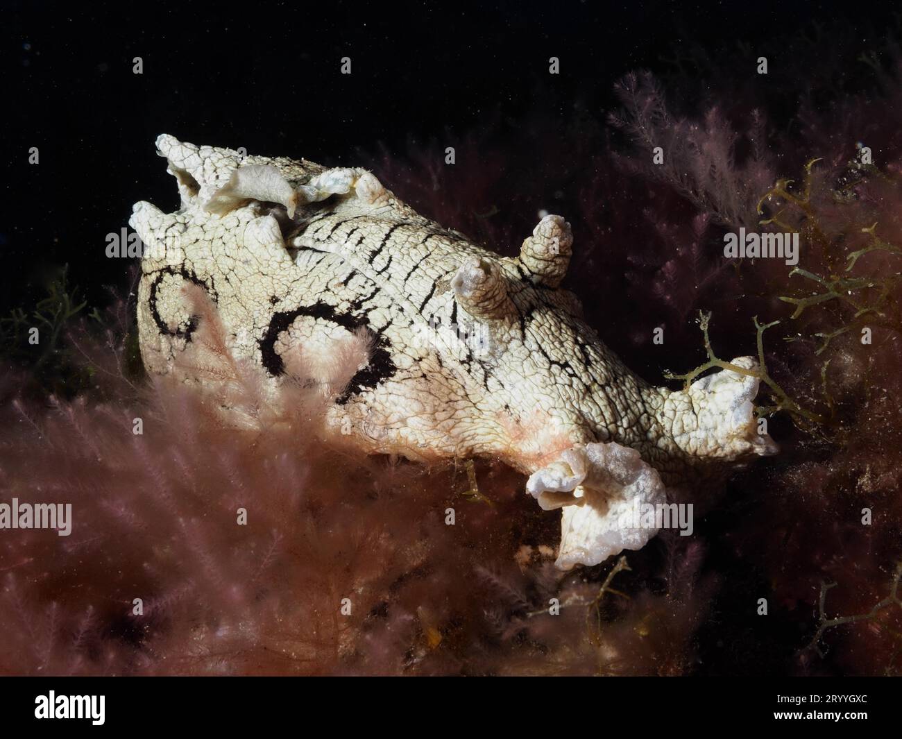 La lumaca di mare ha macchiato la lepre di mare (Aplysia dactylomela) alla notte. Sito di immersione El Cabron Marine Reserve, Arinaga, Gran Canaria, Spagna, Oceano Atlantico Foto Stock