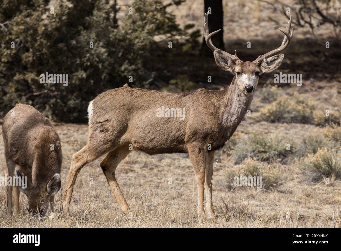 Insolitamente il mulo dalla faccia grigia, visto in primavera poco prima che i suoi palchi cadano, con un cervo Foto Stock