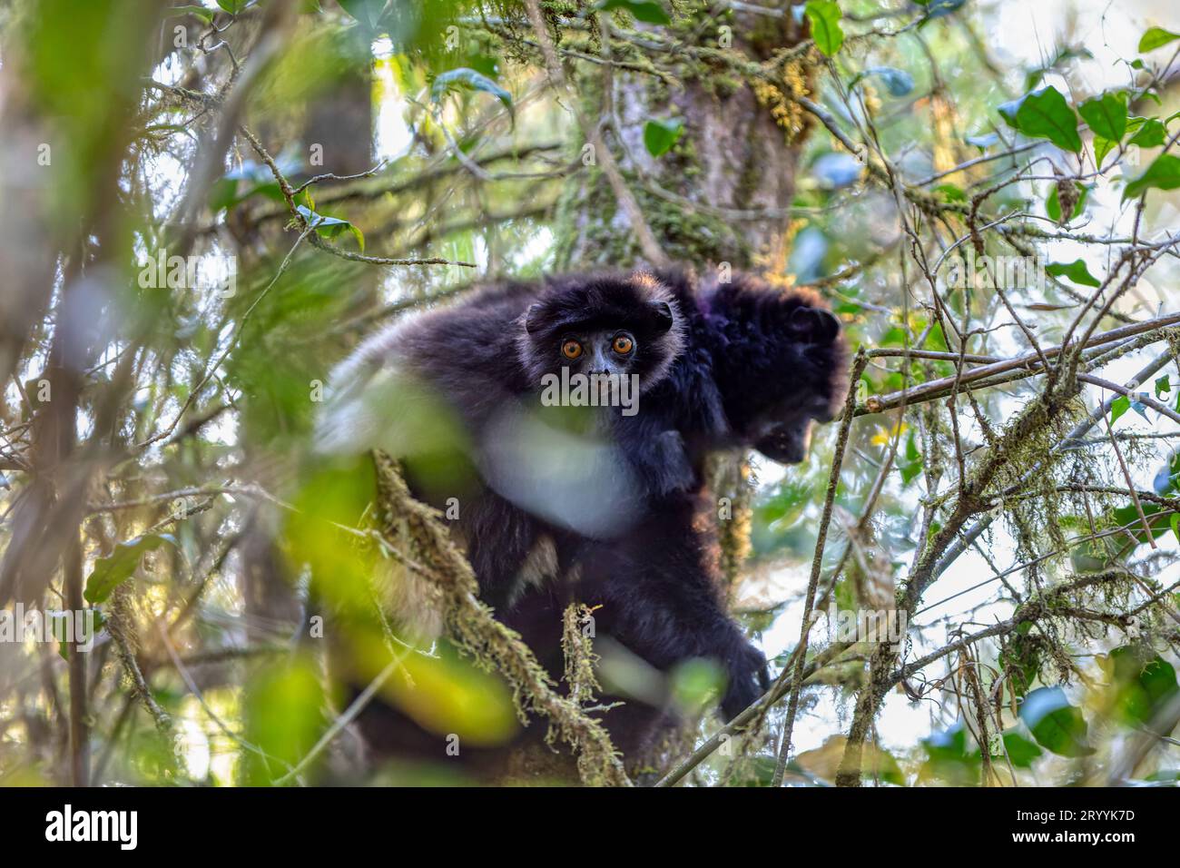 Il lemuro nero sifaka di Milne-Edwards con il bambino, Propithecus edwardsi, animale selvatico del Madagascar. Foto Stock