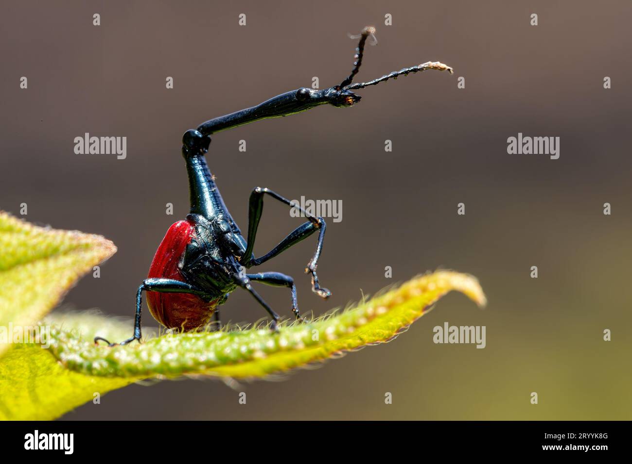 Maschio di Giraffe Weevil, Trachelophorus Giraffa, Ranomafana, Madagascar Foto Stock
