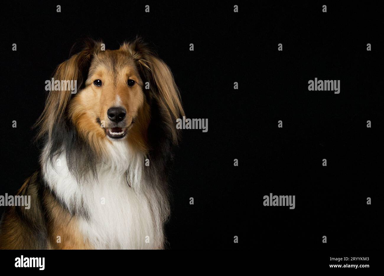 Servizio fotografico al coperto per cani da pecora delle Shetland Foto Stock