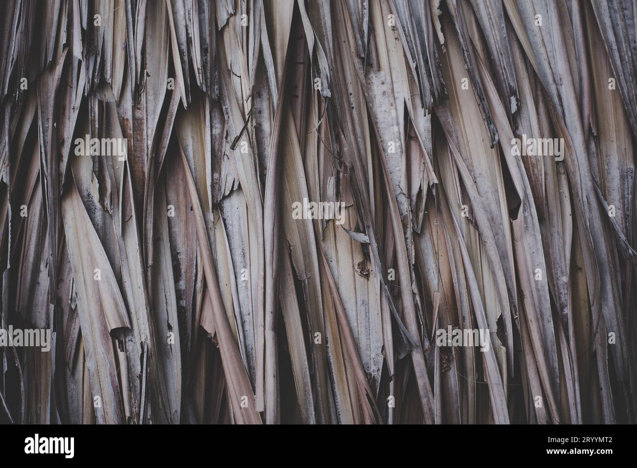 Chiuso di paglia texture dello sfondo. Carta da parati e concetto di decorazione. La natura e il materiale del tema. Foto Stock
