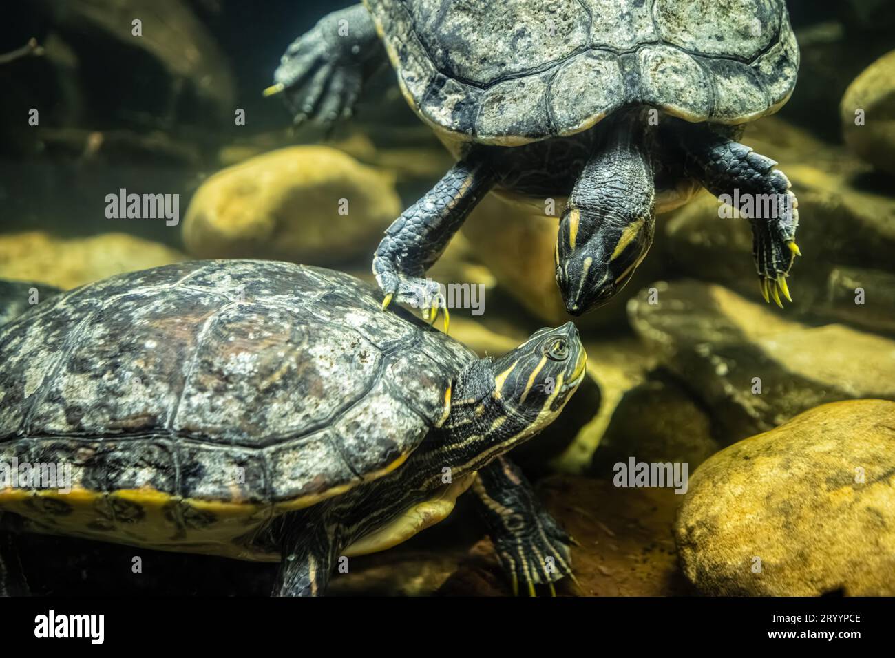 Tartarughe Slider (Trachemys scripta scripta) dal becco giallo al Georgia Aquarium nel centro di Atlanta. (USA) Foto Stock