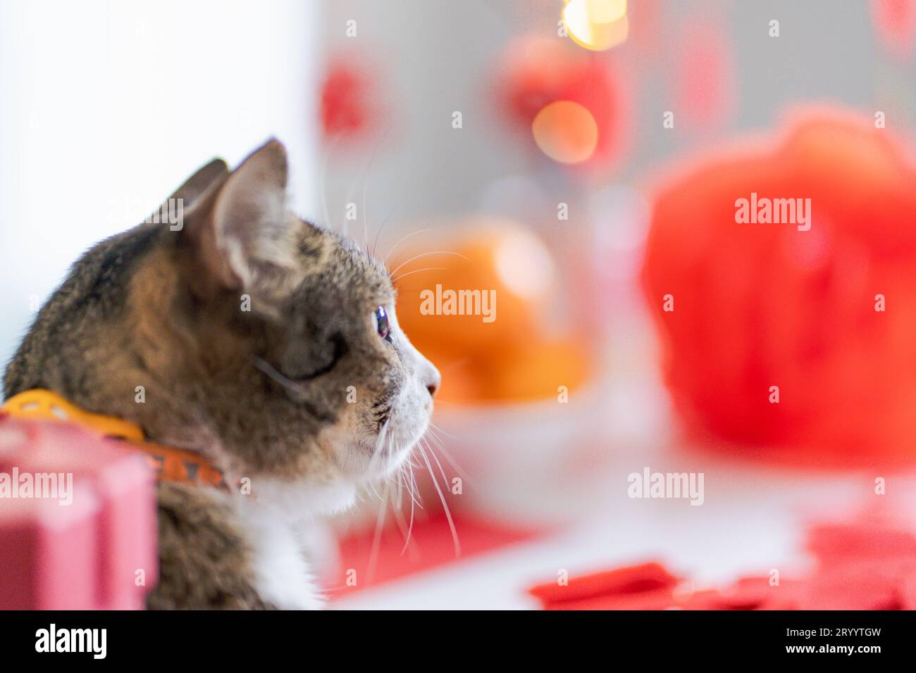 Cat prepara le celebrazioni del capodanno cinese a casa. Grazioso gatto shorthair domestico che mette un ciondolo tradizionale alla Lunar Cinese Foto Stock