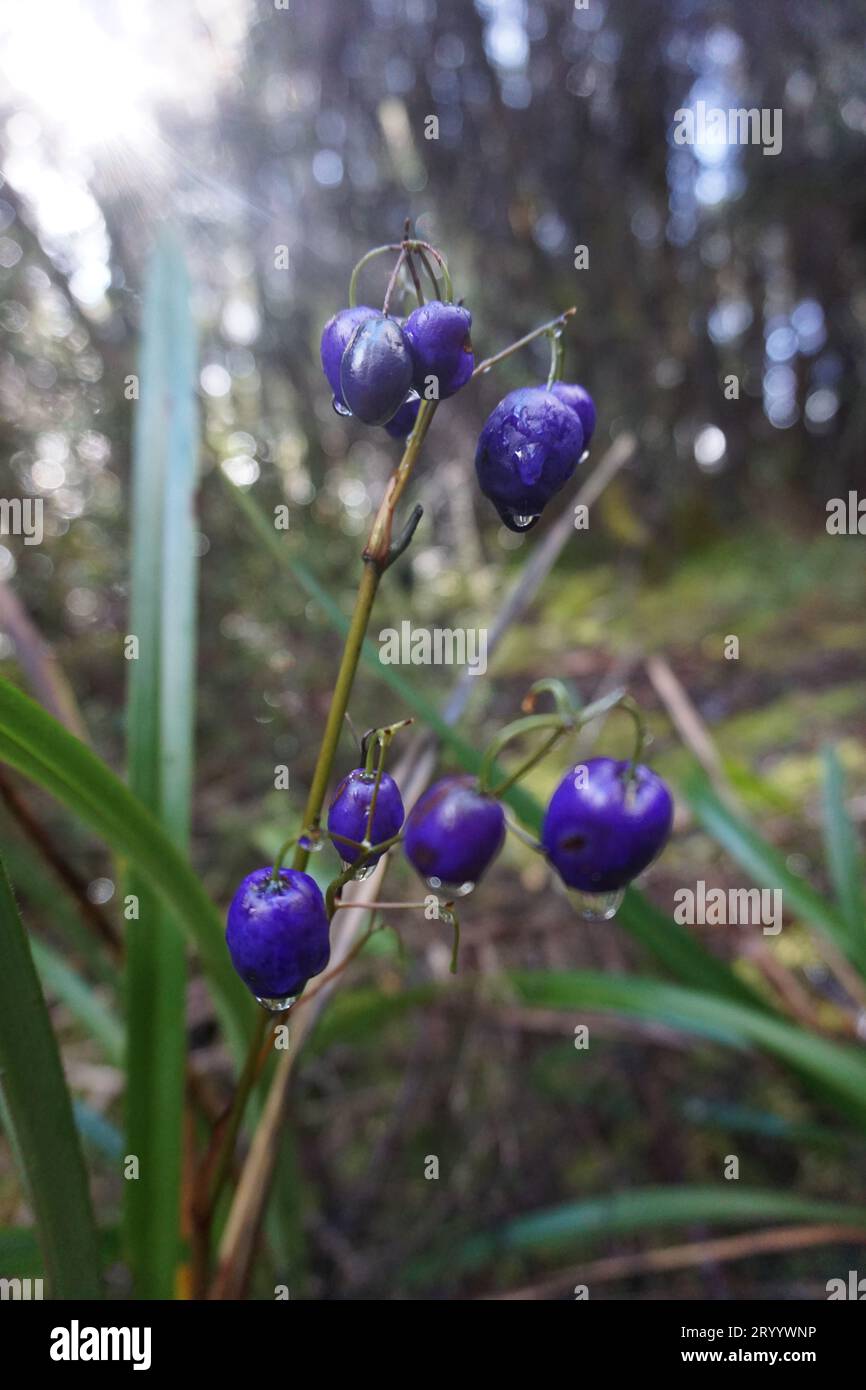 Macro primo piano di bacche blu di Dianella tasmanica (Giglio di lino della Tasmania o Giglio di lino della Tasmania) Foto Stock