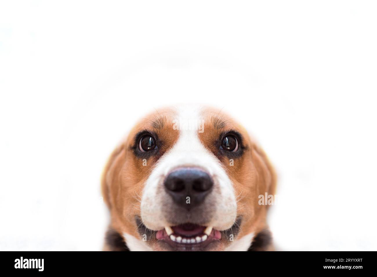 Close up cane Beagle sul bianco sfondo isolato. Animale mammifero e concetto. Messa a fuoco selettiva sugli occhi Foto Stock