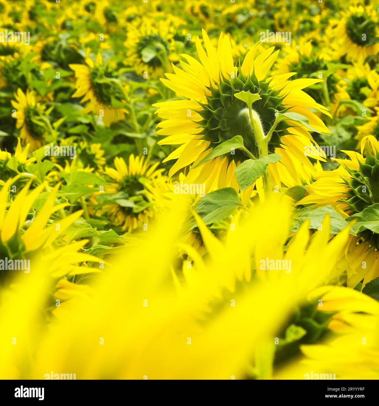 Campo di girasoli in fiore Foto Stock