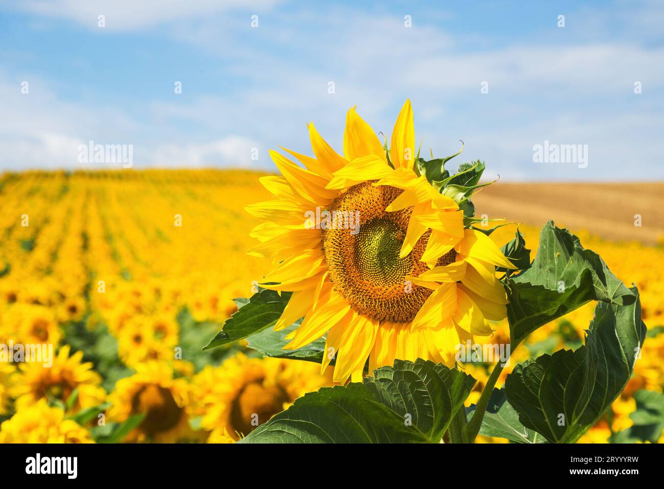 Campo di girasoli in fiore Foto Stock