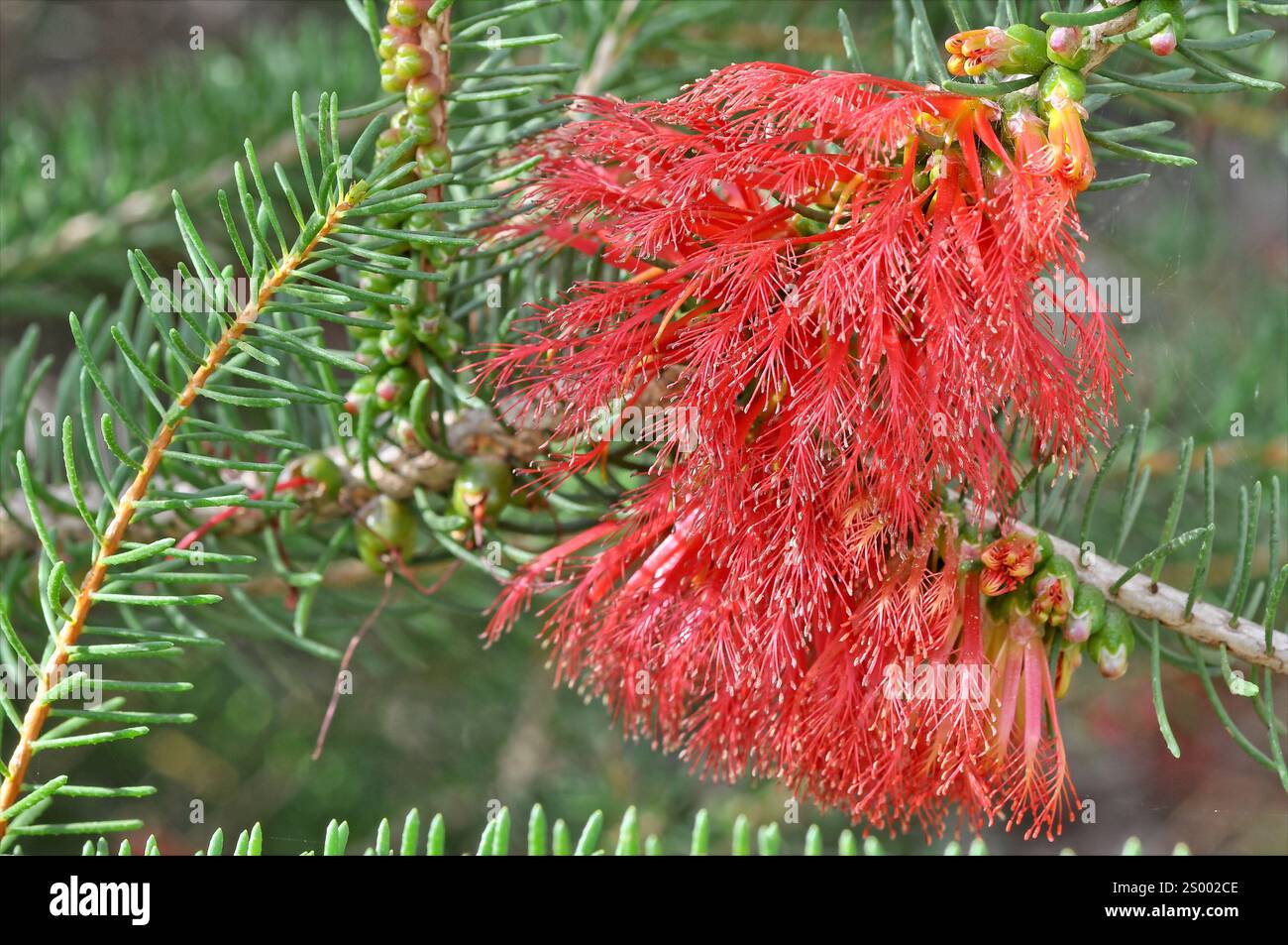 Fiori monofacciali di boccale, rosso scarlatto, circondati da foglie e rami. Foto Stock