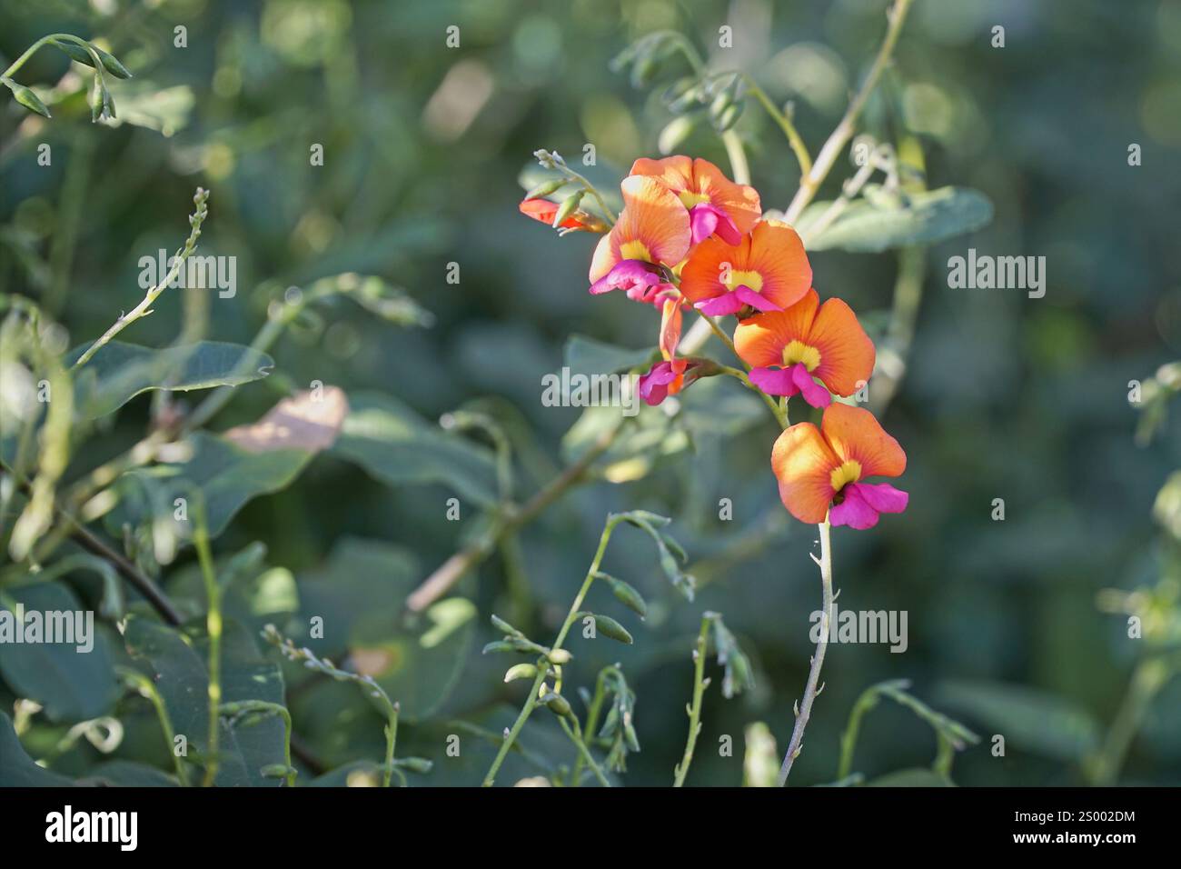 Fiori di pisello con fiamma a foglia di cuore - arancio, rosa e giallo - sulla pianta simile a una vite. Foto Stock