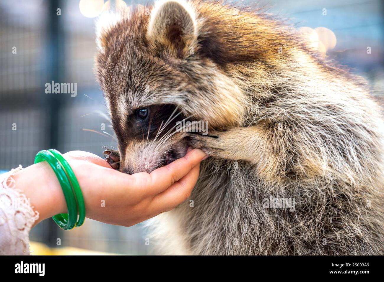 I procioni comuni sono curati, accarezzati e nutriti dalle mani umane negli zoo. I procioni sono un mammifero nativo del Nord America. Questa è la specie più grande Foto Stock