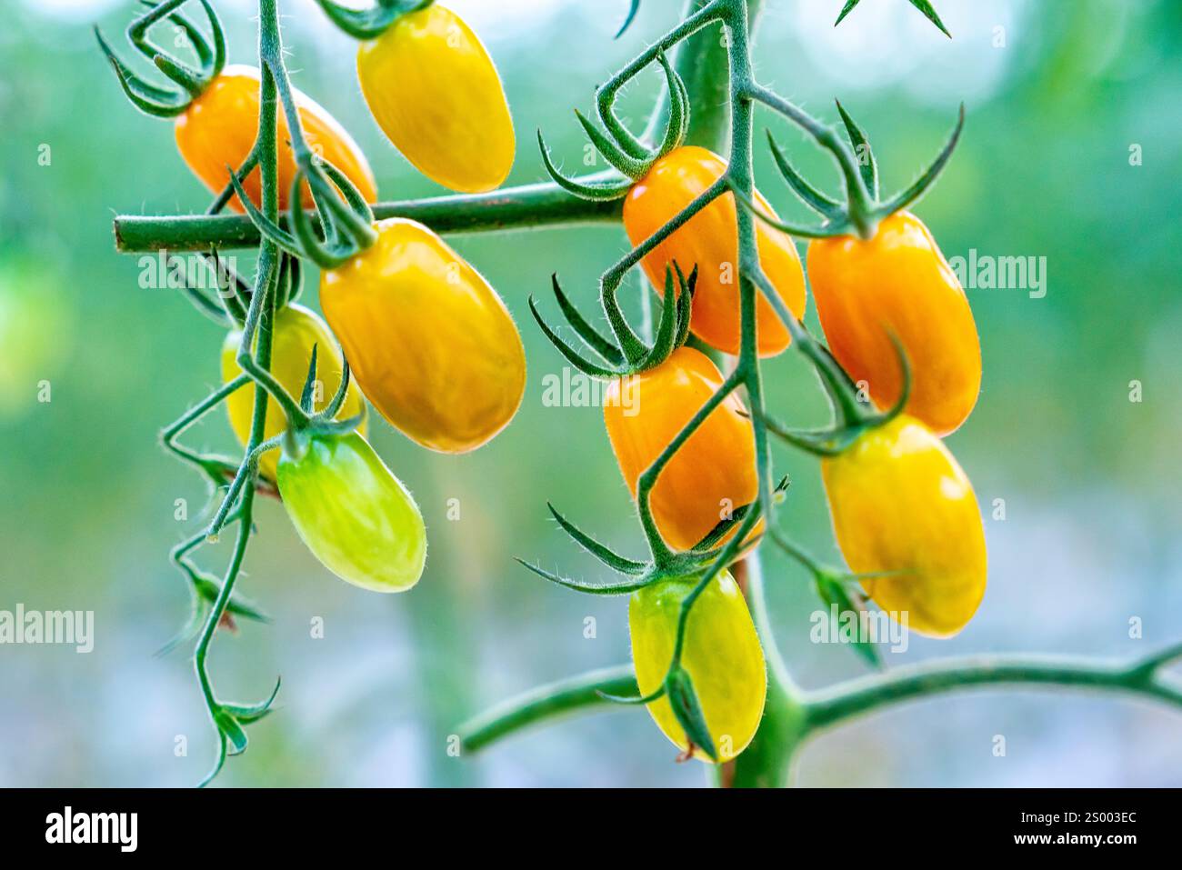 I pomodori ciliegini maturano in un giardino di serra. Questo è un alimento nutriente, le vitamine sono buone per la salute umana Foto Stock