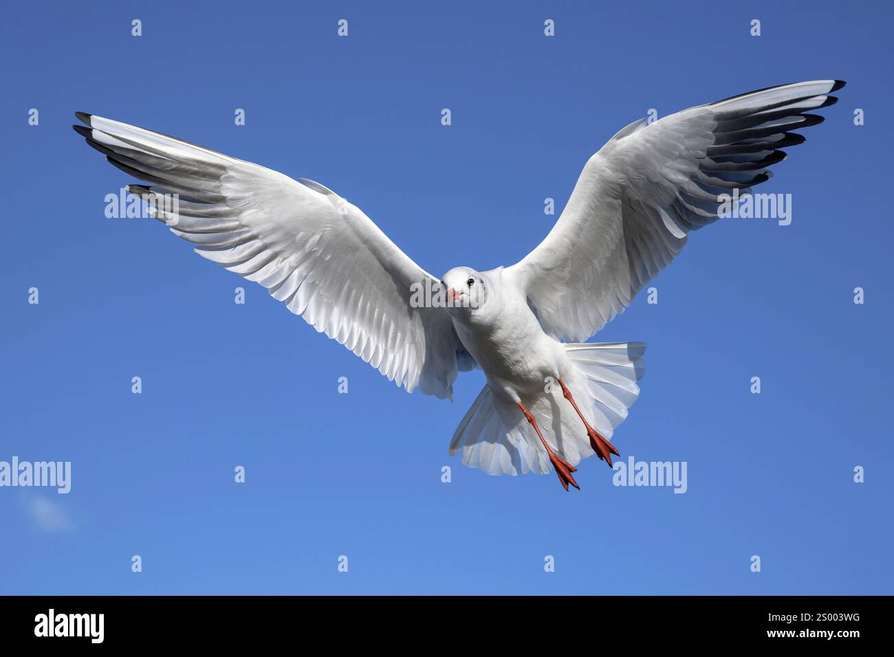 Gull dalla testa nera, Larus ridibundus, uccello piumato invernale adulto in volo Norfolk Foto Stock